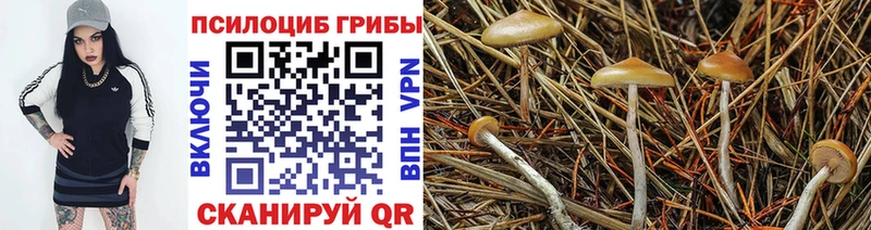 Псилоцибиновые грибы мицелий  гидра как зайти  Невель  хочу наркоту 